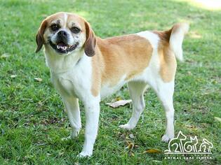 Puggle Dogs for adoption in Irvine, CA, USA