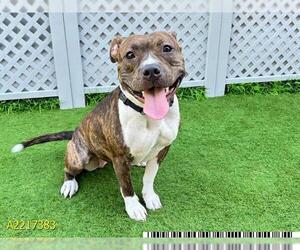 American Pit Bull Terrier Dogs for adoption in West Palm Beach, FL, USA