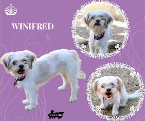 Shih-Poo Dogs for adoption in Lindsay, CA, USA