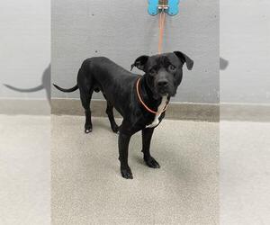 American Pit Bull Terrier-Unknown Mix Dogs for adoption in Las Vegas, NV, USA