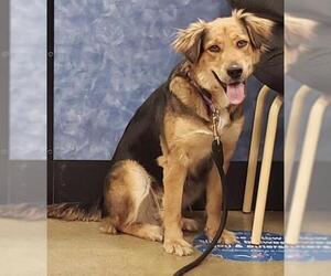 Golden Shepherd Dogs for adoption in Batavia, OH, USA