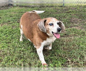 Bagle Hound Dogs for adoption in Ocala, FL, USA