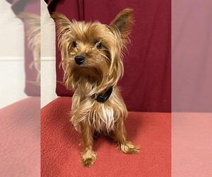 Medium Photo #1 Mutt Puppy For Sale in Modesto, CA, USA