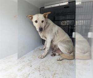 Labrador Retriever-Unknown Mix Dogs for adoption in Houston, TX, USA