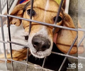 Beagle-Unknown Mix Dogs for adoption in Washington, DC, USA