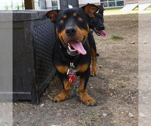 Rottweiler-Unknown Mix Dogs for adoption in San Antonio, TX, USA