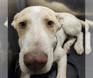 Labrador Retriever-Unknown Mix Dogs for adoption in San Antonio, TX, USA