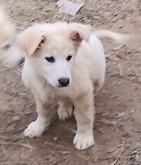 Golden Pyrenees Dogs for adoption in Baileyton, AL, USA