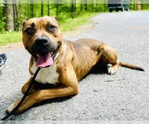 American Pit Bull Terrier Dogs for adoption in Clarkesville, GA, USA