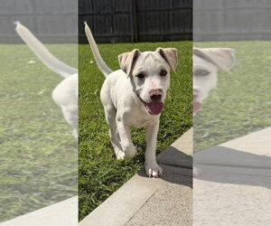 Labbe Dogs for adoption in Aurora, IN, USA