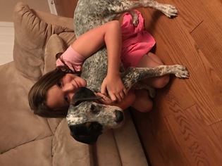 Mutt Dogs for adoption in Huntsville, AL, USA