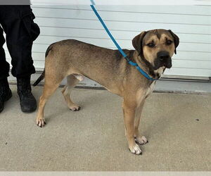 Treeing Walker Coonhound-Unknown Mix Dogs for adoption in Louisville, KY, USA