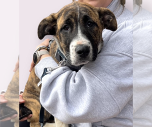 Mutt Dogs for adoption in Rockville, MD, USA