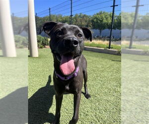 American Pit Bull Terrier-Unknown Mix Dogs for adoption in Elk Grove, CA, USA