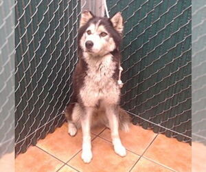 Siberian Husky-Unknown Mix Dogs for adoption in Downey, CA, USA