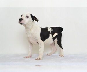 American Pit Bull Terrier-Unknown Mix Dogs for adoption in Oroville, CA, USA