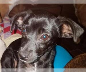Chihuahua Dogs for adoption in Spring, TX, USA