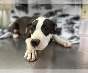 American Pit Bull Terrier-Unknown Mix Dogs for adoption in HESPERIA, CA, USA