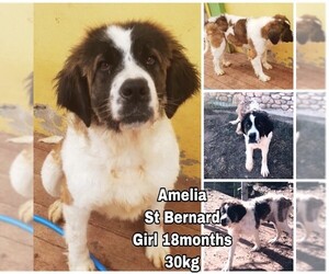 Saint Bernard Dogs for adoption in Seattle, WA, USA