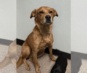Labrador Retriever-Unknown Mix Dogs for adoption in Sanford, FL, USA