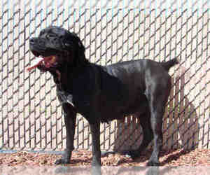 Mastiff Dogs for adoption in Norco, CA, USA