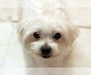 Maltese Dogs for adoption in Waco, TX, USA