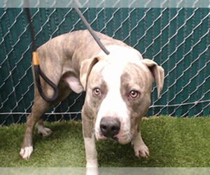 Mutt Dogs for adoption in Downey, CA, USA