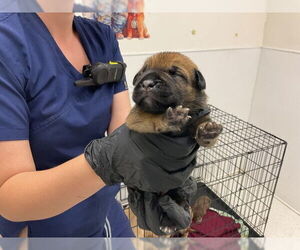 American Pit Bull Terrier-Unknown Mix Dogs for adoption in San Bernardino, CA, USA