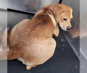 Labrador Retriever-Unknown Mix Dogs for adoption in San Antonio, TX, USA