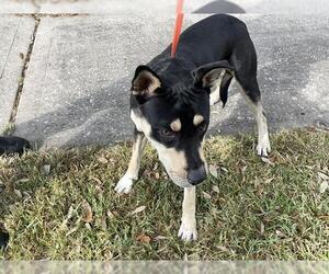 American Pit Bull Terrier-Unknown Mix Dogs for adoption in Houston, TX, USA
