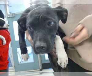 American Pit Bull Terrier-Unknown Mix Dogs for adoption in Oklahoma City, OK, USA