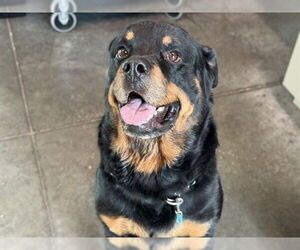 Rottweiler-Unknown Mix Dogs for adoption in Tavares, FL, USA