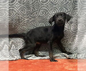 Labrador Retriever-Unknown Mix Dogs for adoption in Wetumpka, AL, USA