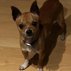 Chihuahua Dogs for adoption in Pleasant Hill, CA, USA