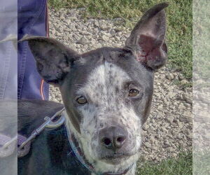 American Staffordshire Terrier-Unknown Mix Dogs for adoption in Huntley, IL, USA