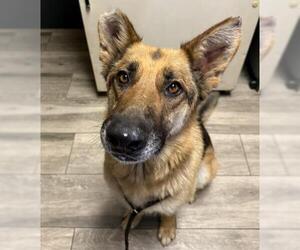 German Shepherd Dog Dogs for adoption in Redlands, CA, USA