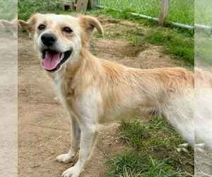 Labrador Retriever-Unknown Mix Dogs for adoption in Bristol, CT, USA