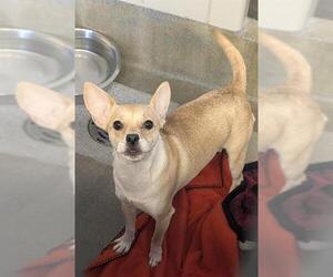 Mutt Dogs for adoption in San Antonio, TX, USA