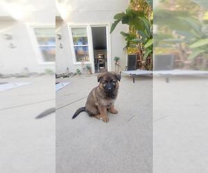 German Shepherd Dog Dogs for adoption in Orange, CA, USA