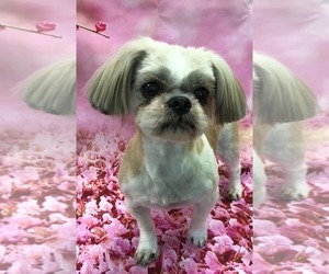 Shih Tzu Dogs for adoption in Santa Rosa, CA, USA