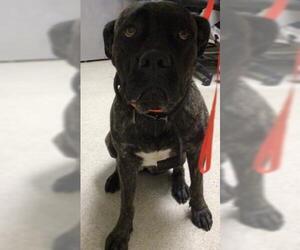 Mastiff Dogs for adoption in Riverside, CA, USA