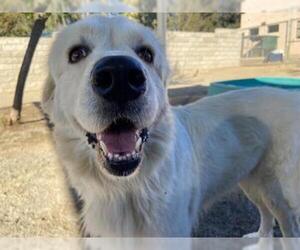 Great Pyrenees Dogs for adoption in Santa Maria, CA, USA
