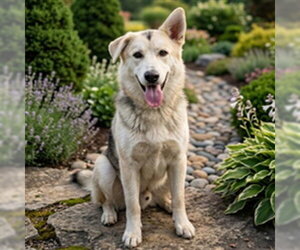 Gerberian Shepsky Dogs for adoption in Placerville, CA, USA
