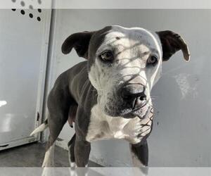 American Pit Bull Terrier-Unknown Mix Dogs for adoption in Stockton, CA, USA