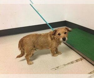 Norfolk Terrier Dogs for adoption in Corona, CA, USA