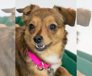 Chihuahua-Spaniel Mix Dogs for adoption in Kennesaw, GA, USA