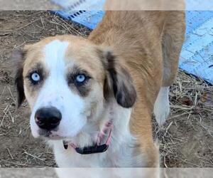 Border-Aussie Dogs for adoption in Crossville, AL, USA