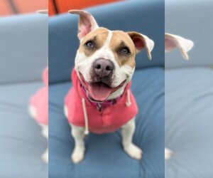 American Pit Bull Terrier-Unknown Mix Dogs for adoption in Kansas City, MO, USA