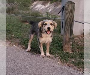Mutt Dogs for adoption in San Antonio, TX, USA