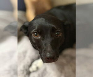 Chihuahua-Unknown Mix Dogs for adoption in Lake Forest, CA, USA